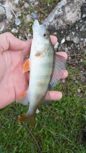 European Perch