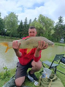 Common Carp