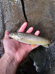 Brown Trout