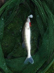Zander