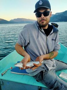 European Whitefish