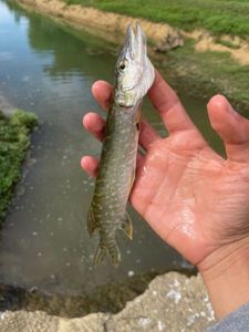 Northern Pike