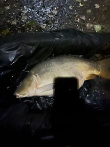 Leather Carp
