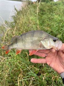 European Perch