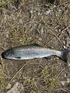 Rainbow Trout