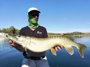 Northern Pike