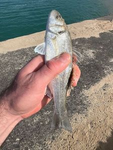 European Bass (Seabass)