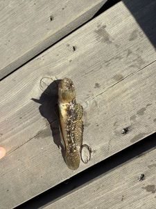 Giant Goby
