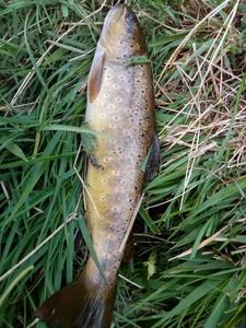 Brown Trout