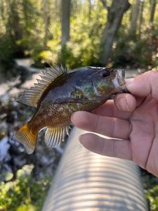 Warmouth