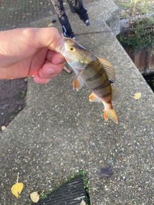 European Perch