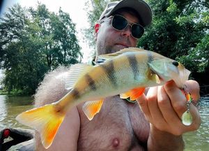 European Perch
