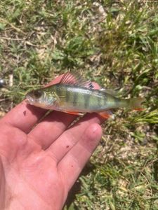 European Perch