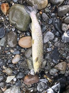 Rainbow Trout