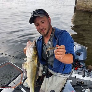 Zander