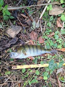 European Perch