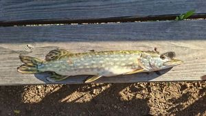 Northern Pike