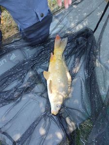 Mirror Carp