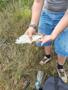 Largemouth Bass