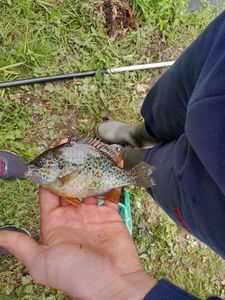 Green Sunfish