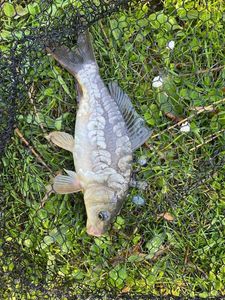 Crucian Carp