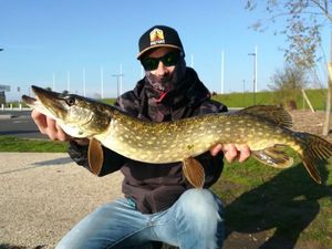 Northern Pike