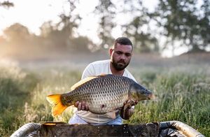 Common Carp