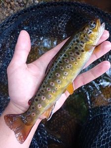 Brown Trout