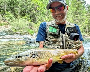 Brown Trout