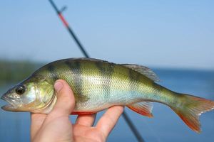 European Perch