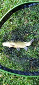 Tench