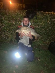 Common Carp