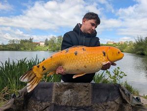 Koï Fish