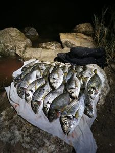 Black Seabream
