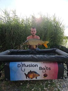 Common Carp