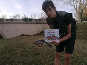 Rainbow Trout