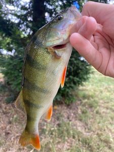 European Perch