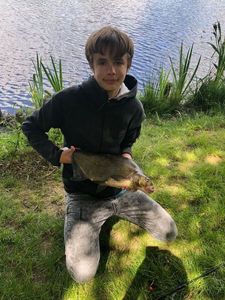 Common Bream