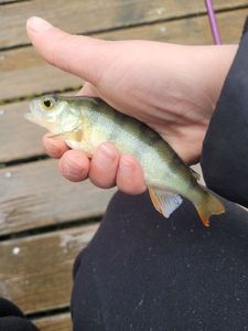 European Perch