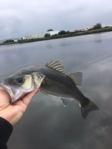 European Bass (Seabass)