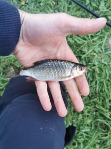 Roach