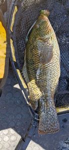 Ballan Wrasse