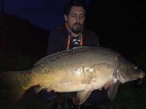 Mirror Carp