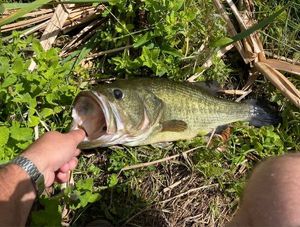 Largemouth Bass