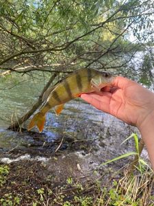 European Perch