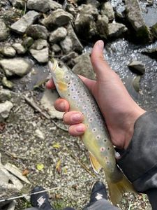 Brown Trout