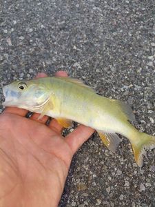 European Perch złowiony przez Marco Torri