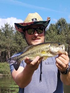 Largemouth Bass
