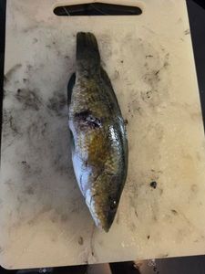 Ballan Wrasse