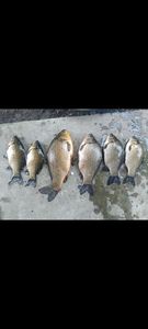 African Pompano